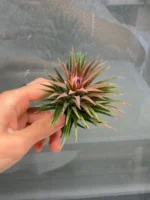 Тилландсия Huamelula. Tillandsia Huamelula — изображение 7