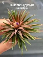 Тилландсия Huamelula. Tillandsia Huamelula