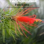 Тилландсия фанкиана (Tillandsia Funckiana)