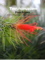 Тилландсия фанкиана (Tillandsia Funckiana)