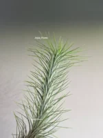 Тилландсия фанкиана (Tillandsia Funckiana) — изображение 8