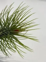Тилландсия фанкиана (Tillandsia Funckiana) — изображение 9