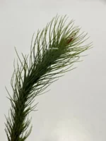 Тилландсия фанкиана (Tillandsia Funckiana) — изображение 2