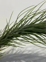 Тилландсия фанкиана (Tillandsia Funckiana) — изображение 3