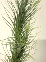 Тилландсия фанкиана (Tillandsia Funckiana) — изображение 4