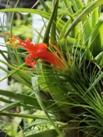 Тилландсия фанкиана (Tillandsia Funckiana) — изображение 14