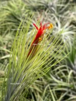 Тилландсия фанкиана (Tillandsia Funckiana) — изображение 10