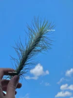 Тилландсия фанкиана (Tillandsia Funckiana) — изображение 11