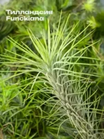 Тилландсия фанкиана (Tillandsia Funckiana) — изображение 13