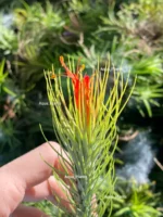 Тилландсия фанкиана (Tillandsia Funckiana) — изображение 5