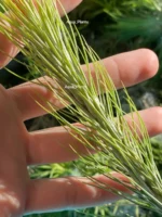 Тилландсия фанкиана (Tillandsia Funckiana) — изображение 6