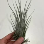Тилландсия принглей (Tillandsia PRINGLEI)