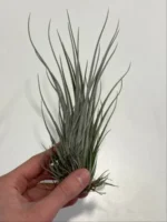 Тилландсия принглей (Tillandsia PRINGLEI)