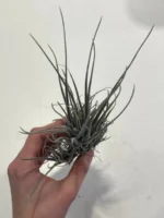 Тилландсия принглей (Tillandsia PRINGLEI) — изображение 2