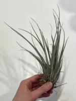 Тилландсия принглей (Tillandsia PRINGLEI) — изображение 3