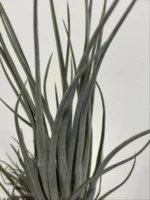 Тилландсия принглей (Tillandsia PRINGLEI) — изображение 4