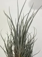 Тилландсия принглей (Tillandsia PRINGLEI) — изображение 5