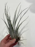 Тилландсия принглей (Tillandsia PRINGLEI) — изображение 6
