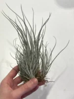 Тилландсия принглей (Tillandsia PRINGLEI) — изображение 7