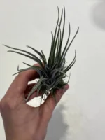 Тилландсия принглей (Tillandsia PRINGLEI) — изображение 8