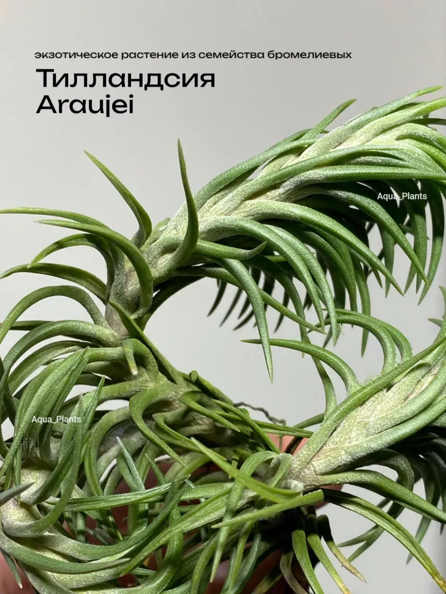 tillandsiya-araudzho-tillandsia-araujei-1 Тилландсия Арауджо (Tillandsia Araujei) — изображение 1