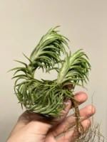 Тилландсия Арауджо (Tillandsia Araujei) — изображение 7