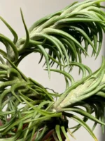Тилландсия Арауджо (Tillandsia Araujei) — изображение 8