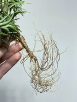 Тилландсия Арауджо (Tillandsia Araujei) — изображение 9