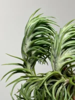 Тилландсия Арауджо (Tillandsia Araujei) — изображение 2