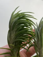 Тилландсия Арауджо (Tillandsia Araujei) — изображение 4
