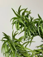 Тилландсия Арауджо (Tillandsia Araujei) — изображение 5