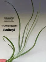 Тилландсия Бейлейи (Tillandsia Baileyi)