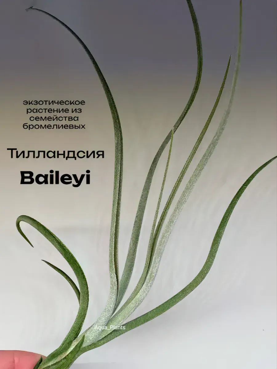 tillandsiya-beyleyi-tillandsia-baileyi-1 Тилландсия Бейлейи (Tillandsia Baileyi) — изображение 1