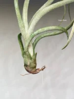 Тилландсия Бейлейи (Tillandsia Baileyi) — изображение 10