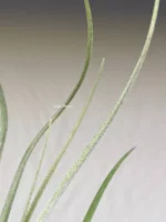 Тилландсия Бейлейи (Tillandsia Baileyi) — изображение 3
