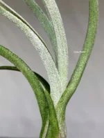 Тилландсия Бейлейи (Tillandsia Baileyi) — изображение 4