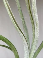 Тилландсия Бейлейи (Tillandsia Baileyi) — изображение 5
