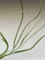 Тилландсия Бейлейи (Tillandsia Baileyi) — изображение 6