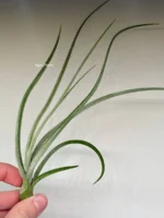 Тилландсия Бейлейи (Tillandsia Baileyi) — изображение 8