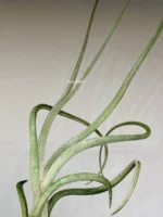 Тилландсия Бейлейи (Tillandsia Baileyi) — изображение 9