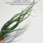 Тилландсия brachycaulos x bulbosa
