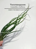 Тилландсия brachycaulos x bulbosa