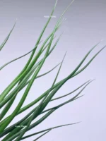 Тилландсия brachycaulos x bulbosa — изображение 3