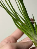 Тилландсия brachycaulos x bulbosa — изображение 6