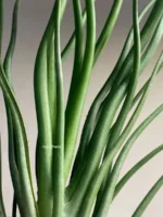 Тилландсия brachycaulos x bulbosa — изображение 7