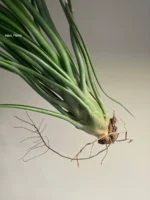 Тилландсия brachycaulos x bulbosa — изображение 8