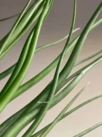 Тилландсия brachycaulos x bulbosa — изображение 9