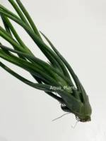 Тилландсия brachycaulos x bulbosa — изображение 2