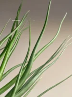 Тилландсия brachycaulos x bulbosa — изображение 10