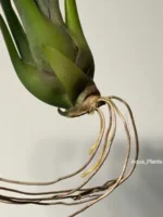 Тилландсия brachycaulos x bulbosa — изображение 3